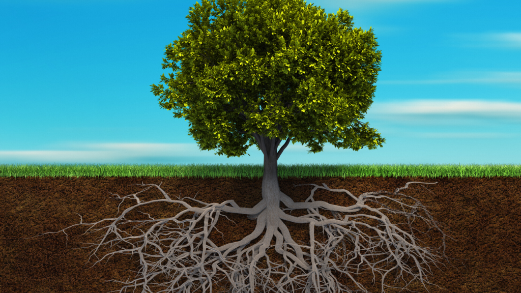 big-tree-with-deep-roots